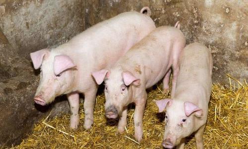 猪是最聪明动物吗，动物界智商排名第十