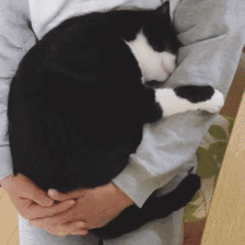 哪个品种的猫咪最粘人最调皮，世界5大最粘人的猫咪