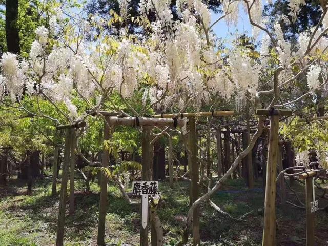 紫藤怎么养才能开花，不养一盆就太可惜了