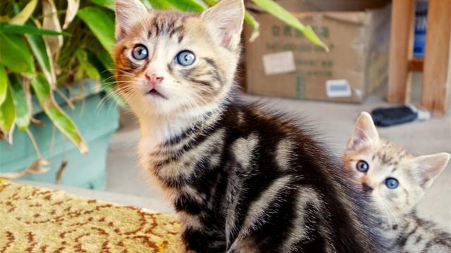 猫咪换牙后要注意什么，猫咪多大开始换牙