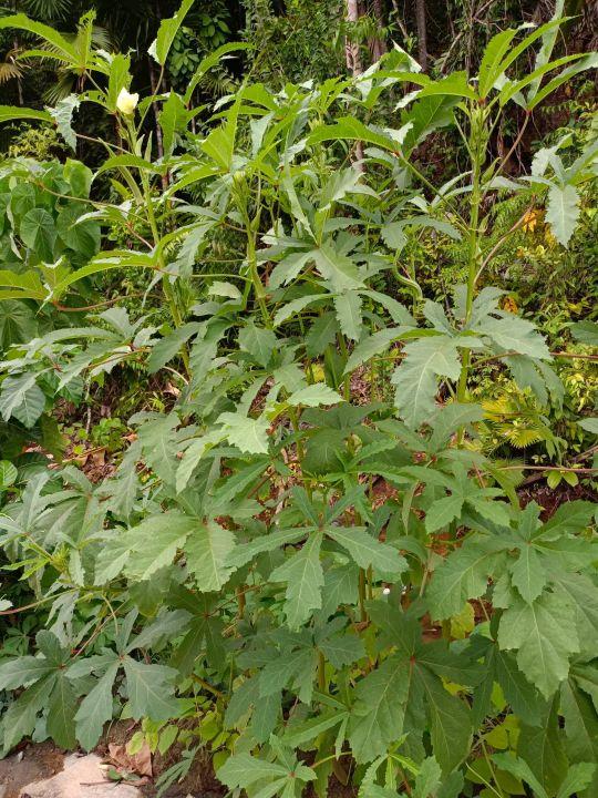 为什么很多人去印尼打工，记录印尼打工生活点滴