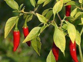 世界辣椒辣度排名，世界上最辣的辣椒十大排名（世界十大最辣辣椒）