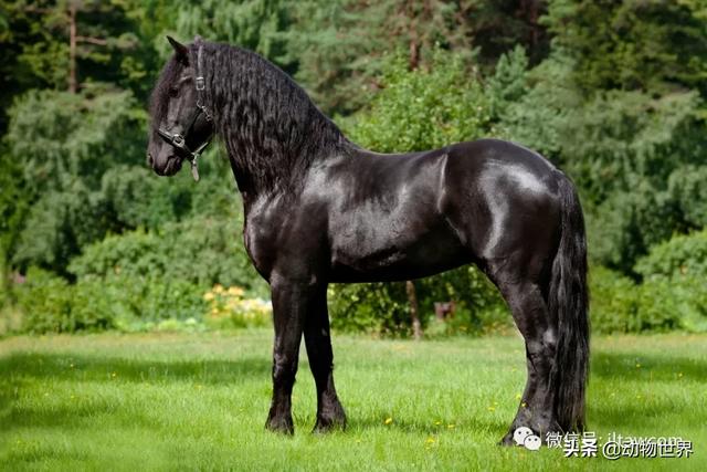 世界十大品种名马，世界上最强的五种马