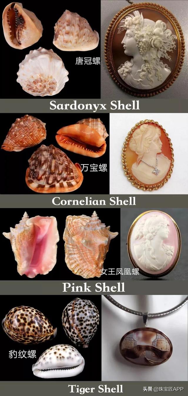 女王贝是什么宝石，贝壳首饰的颜色（珠宝首饰、钟表类目管理规则丨鸿石）