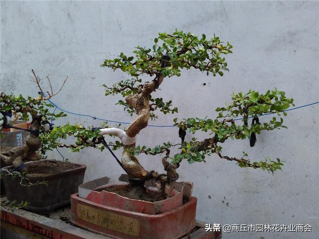 黄杨盆景的养殖方法，黄杨盆景枯死