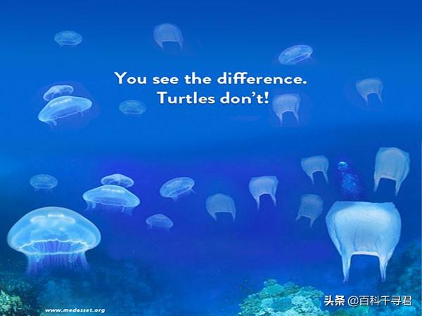 龟类体型排名，全球乌龟排行榜，十大排名