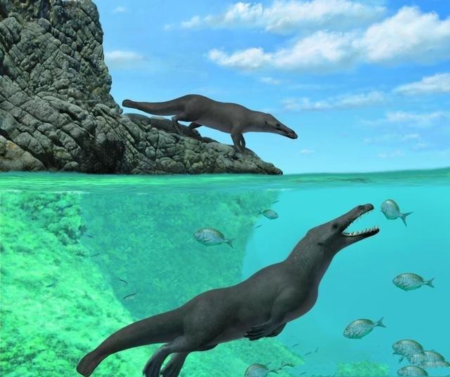 最大的鲸鱼是蓝鲸还是抹香鲸，竟然只有狐狸这么大