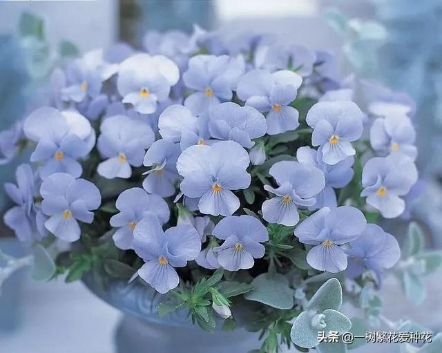 秋天有什么花容易养又好看，这20种花建议选几个