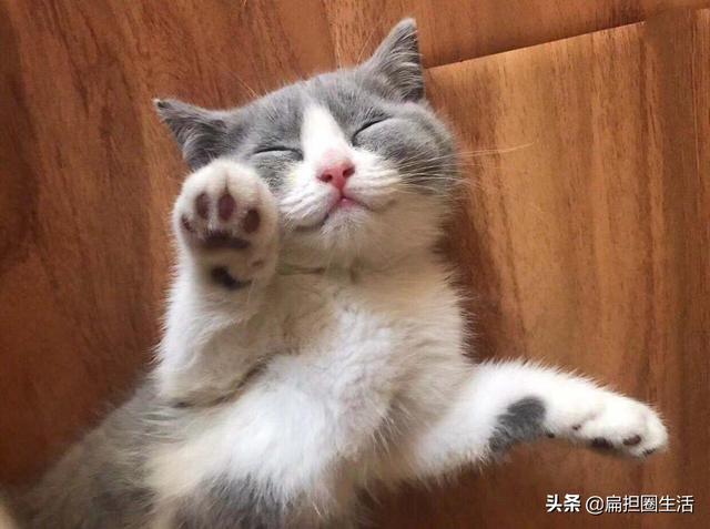 养猫的猫对人有什么好处，养猫的10个好处