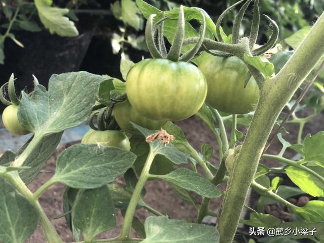 如何辨别正宗西红柿，教你几个挑西红柿的小技巧