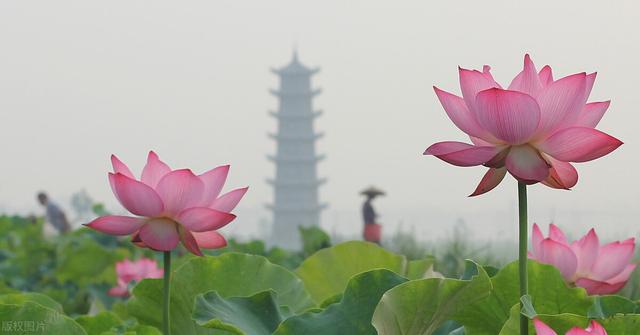 周敦颐的爱莲说原文全文，爱莲说的作者周敦颐