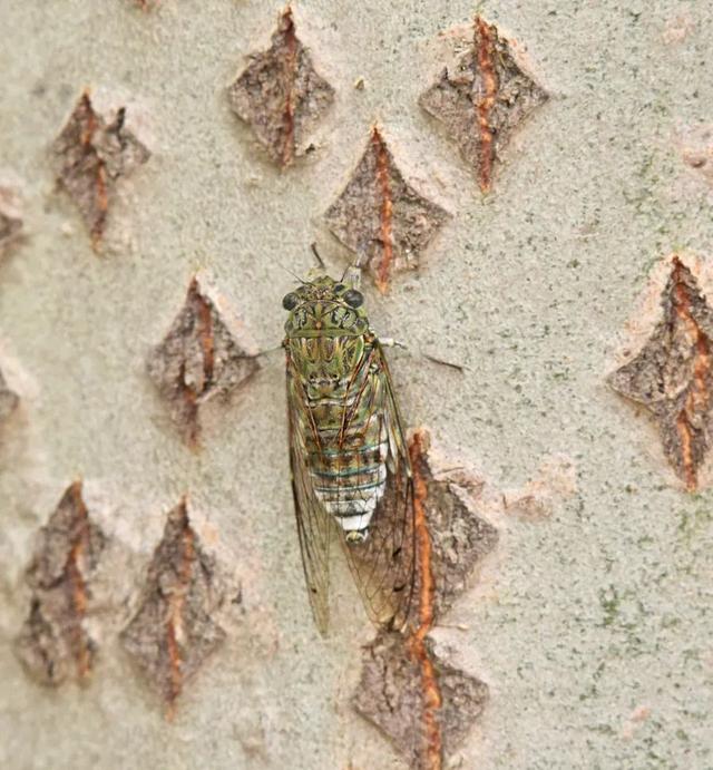 蝉一共有几种种类，青岛当地叫“截流”。主要有三种