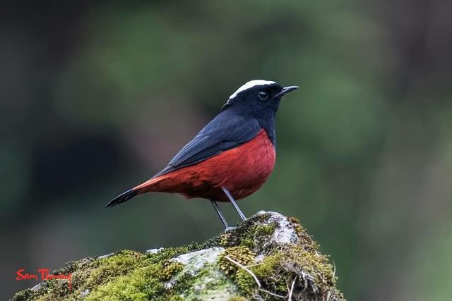 班公湖飞翔棕头鸥，早生华发的白顶溪鸲是鸟界伍子胥