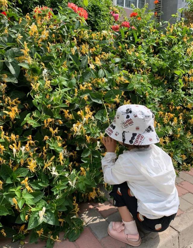 庭院中种什么爬藤花，院子里如果想搭设花廊架