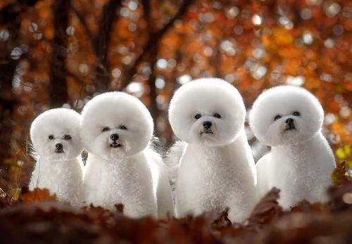 比熊的市场价格一般是多少，比熊价格为何这么低