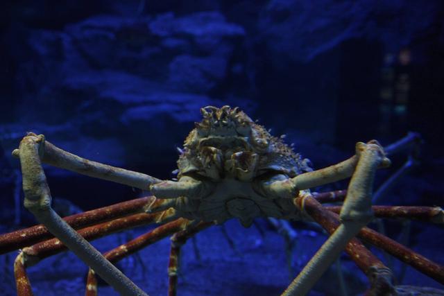 海底最深处出现了神秘的生物，在马里亚纳海沟发现的10种神秘生物