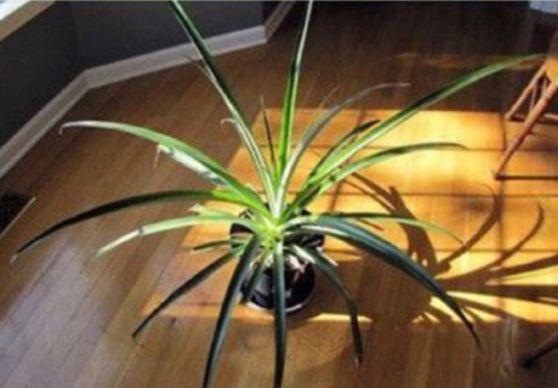 菠萝盆栽种植技术，夏季养护菠萝盆栽的4个简单步骤