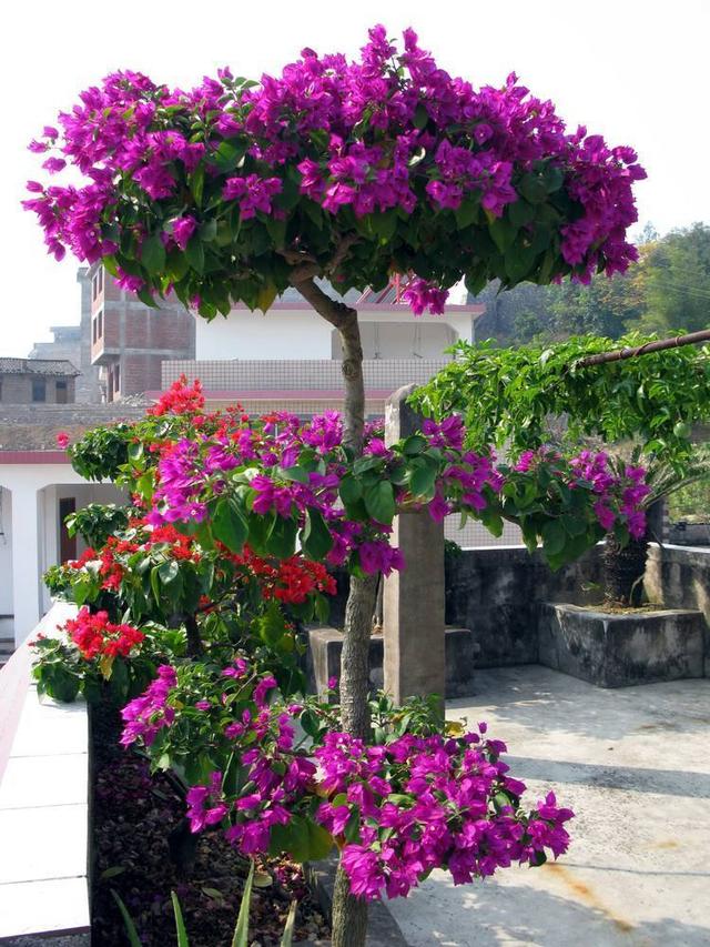 三角梅怎么修剪，三角梅开花过后如何修剪