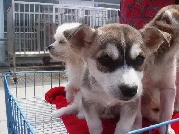 星期狗的特点和习惯，如果狗狗有这些特征