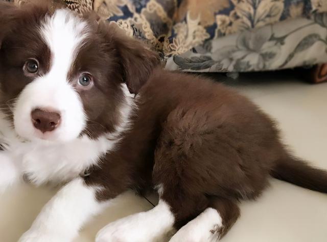什么狗都不能养边牧，五个不养边牧犬的理由
