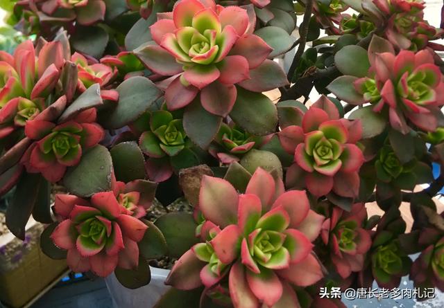 多肉植物艳日辉怎么养好，多肉植物艳日辉该如何养护