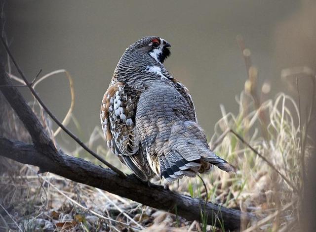 正确区分驴肉和骡子肉，你吃到的驴肉是真的吗