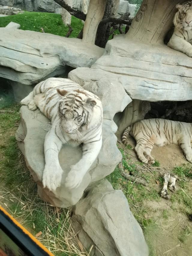 大兴野生动物园，北京大兴野生动物园一日游攻略（赏郁金香、“明猩见面会”）