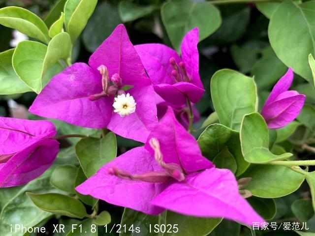 苹果xr是双卡双待吗，苹果xr真的是双卡双待吗（苹果那个型号手机支持双卡双待）