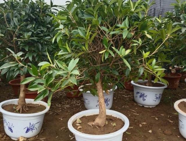 如何分辨桂花开不开花，秋意浓，最是桂花香