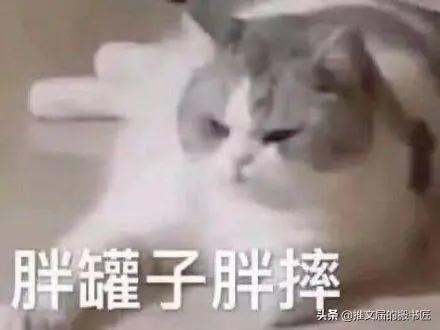 失落猫咪表情包，表情包憨憨猫咪
