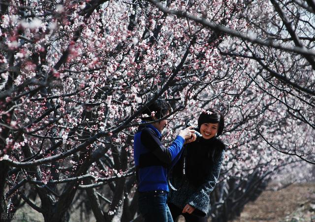 杏花开的时节去赏花，又是一年杏花开