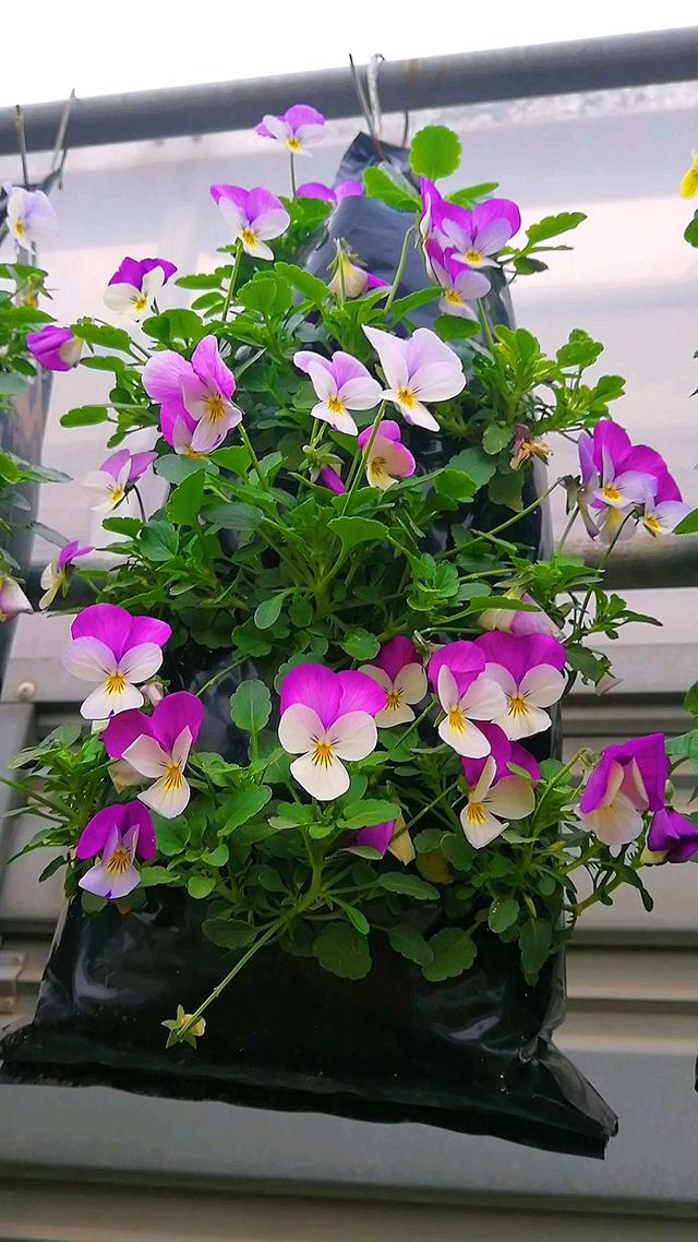 玛格丽特的春天，春天什么花爆盆好养