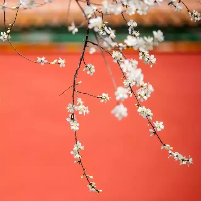 故宫中丰富的颜色各有什么寓意，世间最美的颜色在故宫