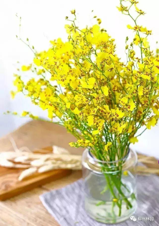 父亲节应该用什么花，推荐几款适合送给父亲的花