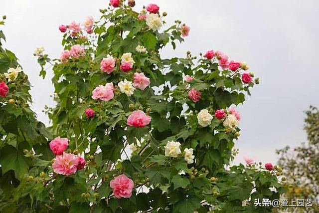 出水芙蓉是什么花，出水芙蓉图描写的是哪种花（股票干货：出水芙蓉）