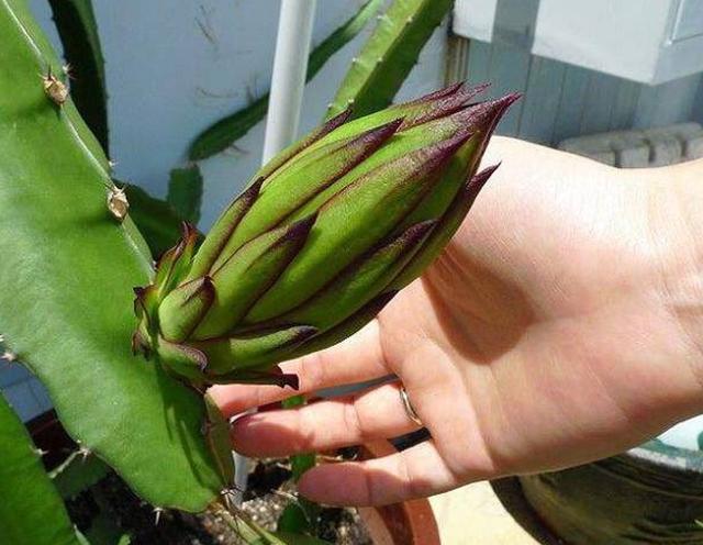 一般盆栽火龙果的种植方法图解，将火龙果枝种花盆