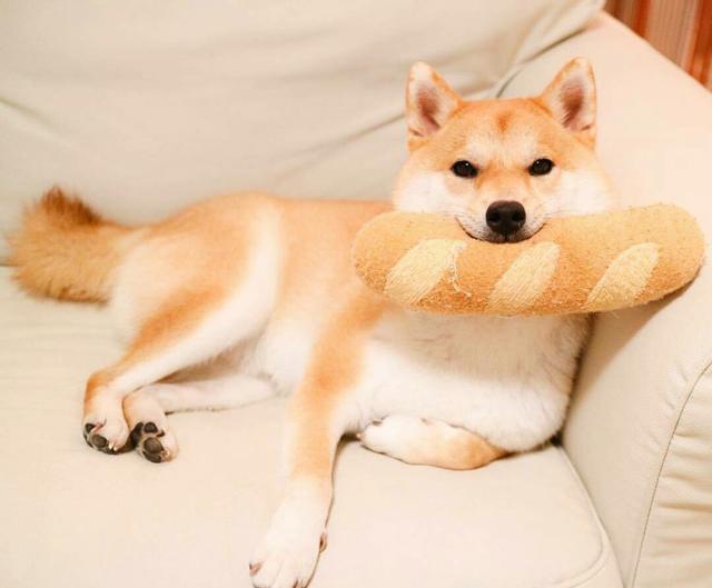柴犬尴尬期后的表现，柴犬尴尬期鬼见愁