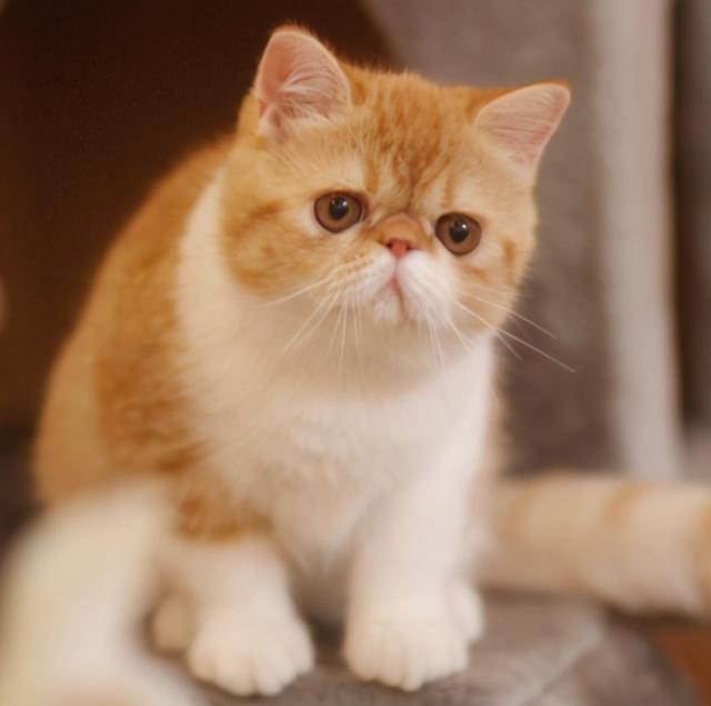 可爱又有一点真实细节的猫咪，这几种猫咪可爱又甜美