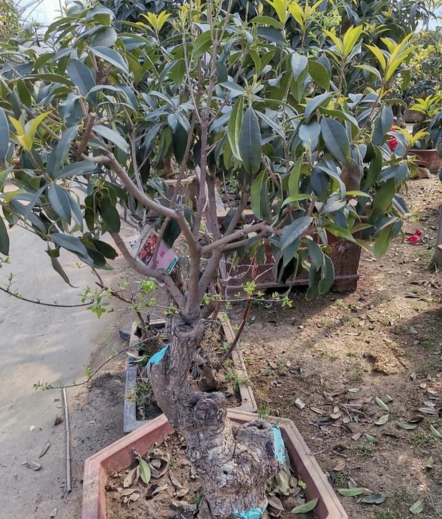 如何分辨桂花开不开花，秋意浓，最是桂花香