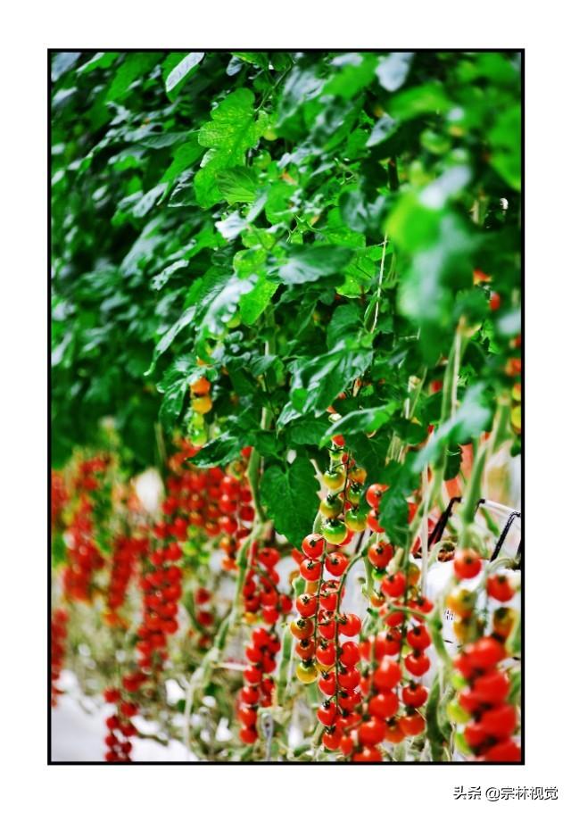 黄色小番茄和圣女果，比传统番茄更好种