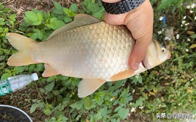 春季是钓鲫黄金季春季一定钓滩，春天野钓鲫鱼如何选钓位