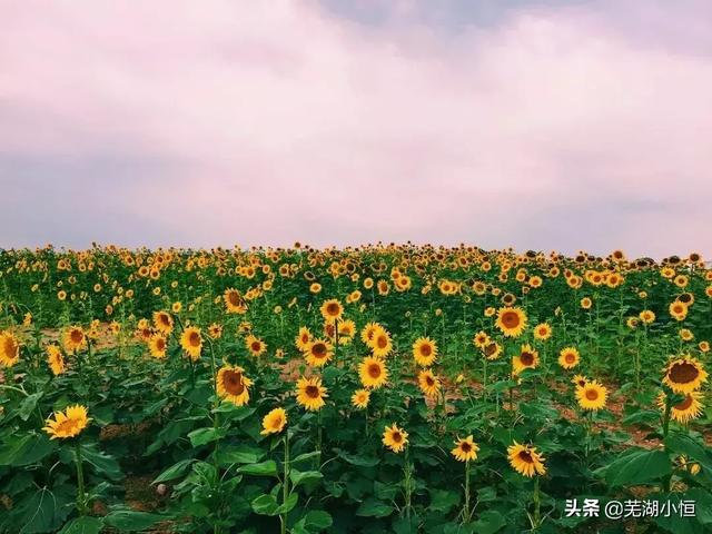 芜湖旅游攻略景点必去推荐，就去芜湖这些景美人少的地方过