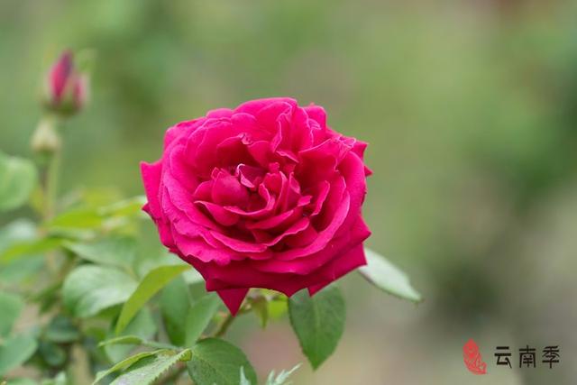 女性疏肝解郁茶配方大全，新生活新健康春饮玫瑰花茶