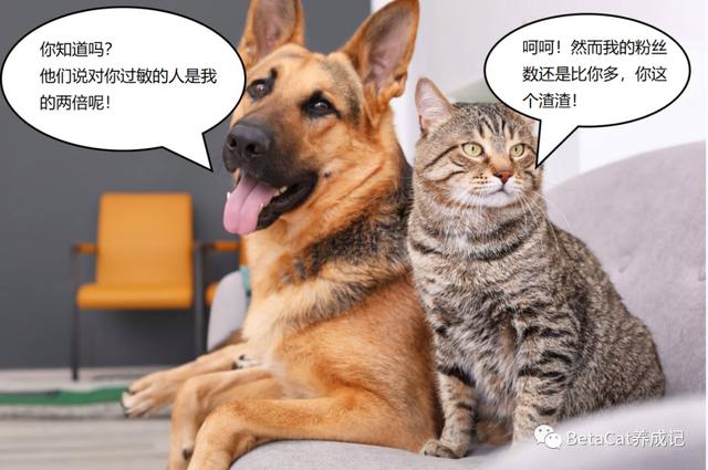 猫毛过敏怎么办，猫毛过敏最有效的解决