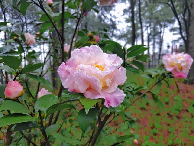 纯白色山茶花，百花迎春山茶花