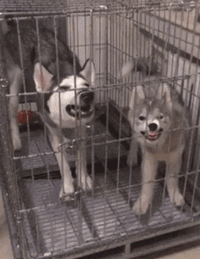 适合小孩养的狗，最好养又很温顺可以带孩子的狗狗（可以养这4种狗狗）