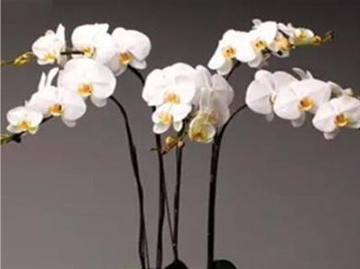 蝴蝶兰能养多久，蝴蝶兰怎么养才能活得时间长（发现经久不衰的“蝴蝶兰”）