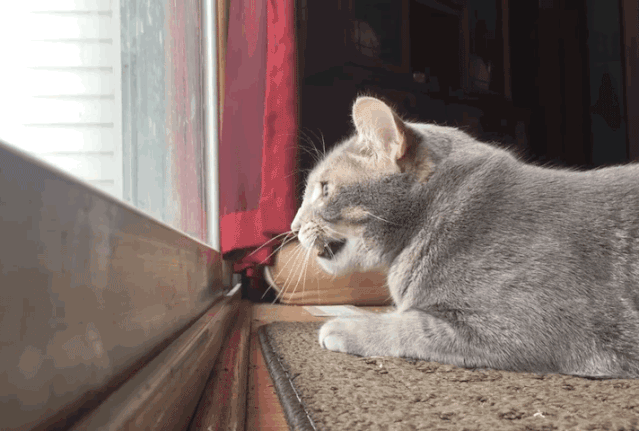 猫咪最喜欢听到的叫声，听说猫咪能发出100多种叫声