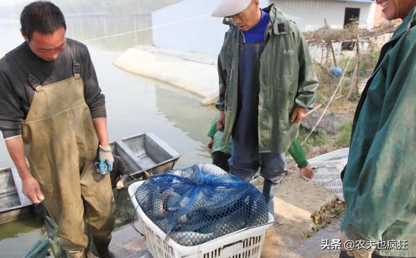 为什么不能吃鲤鱼，鲤鱼为什么不宜吃（但南方人几乎不吃）