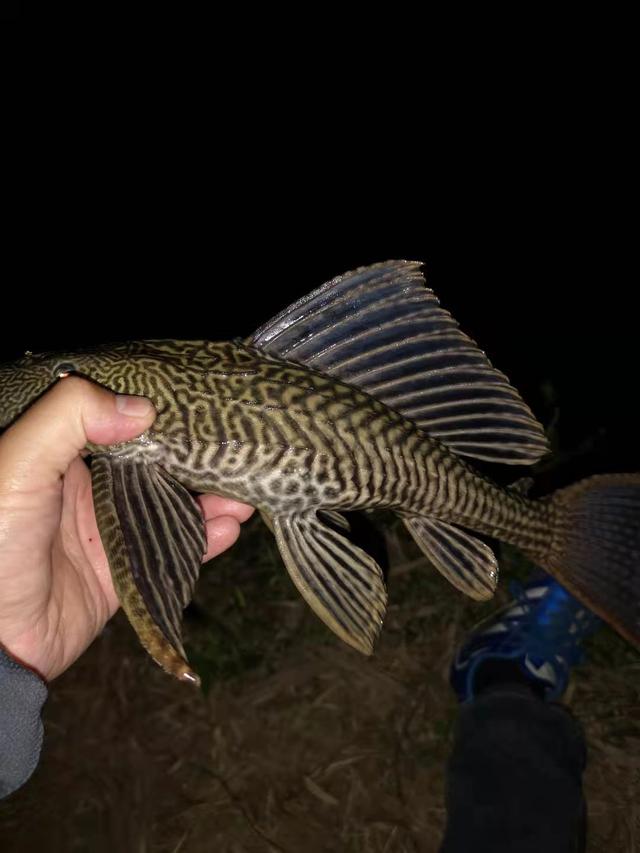 观赏鱼可爱又好看的是什么鱼，原来金波子才是最受欢迎观的赏鱼